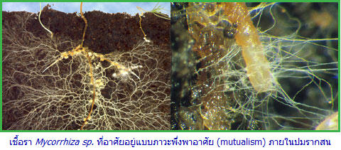 ความรู้เกี่ยวกับเชื้อรา (Knowledge about Fungus) 5