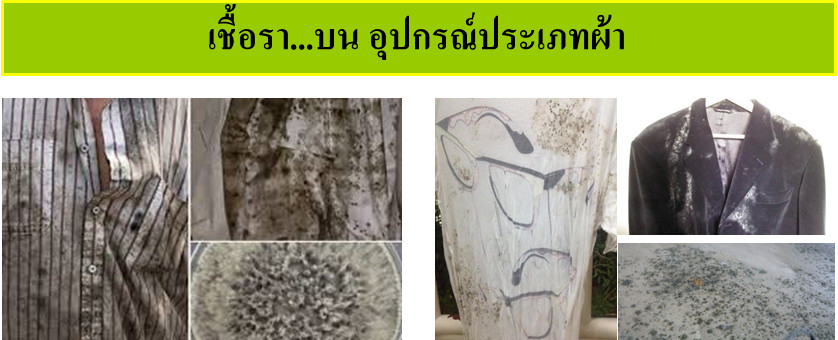 ความรู้เกี่ยวกับเชื้อรา (Knowledge about Fungus) 10