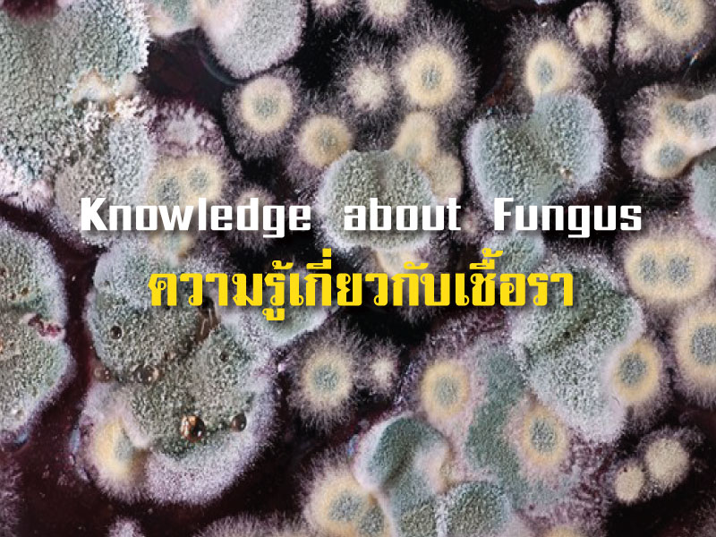 ความรู้เกี่ยวกับเชื้อรา (Knowledge about Fungus) ความรู้เกี่ยวกับเชื้อรา (Knowledge about Fungus)