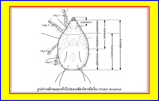 ความรู้เกี่ยวกับเห็บหมัด (Knowledge about Flea Tick) 19