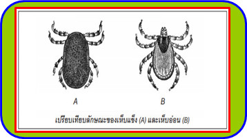 เห็บ