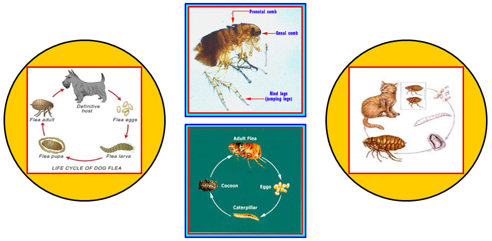 ความรู้เกี่ยวกับเห็บหมัด (Knowledge about Flea Tick) 4