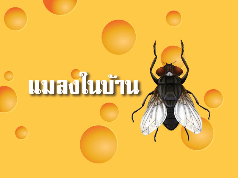 แมลงในบ้าน แมลงในบ้าน