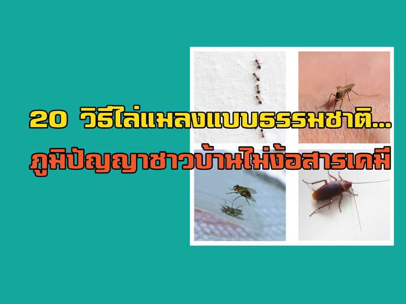 20 วิธีไล่แมลงแบบธรรมชาติ…ภูมิปัญญาชาวบ้านไม่ง้อสารเคมี 20 วิธีไล่แมลงแบบธรรมชาติ...ภูมิปัญญาชาวบ้านไม่ง้อสารเคมี