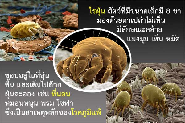 ความรู้เกี่ยวกับไรฝุ่น (Knowledge about Dust Mite) 1