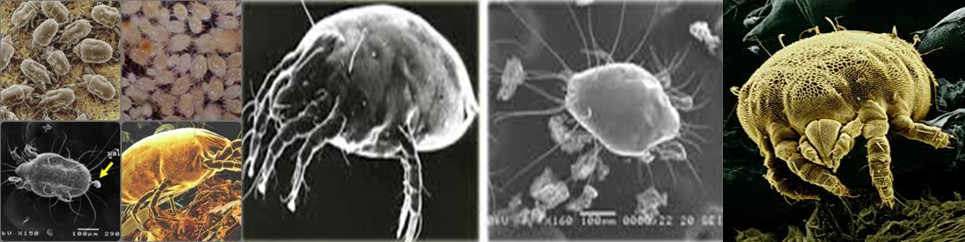 ความรู้เกี่ยวกับไรฝุ่น (Knowledge about Dust Mite) 2