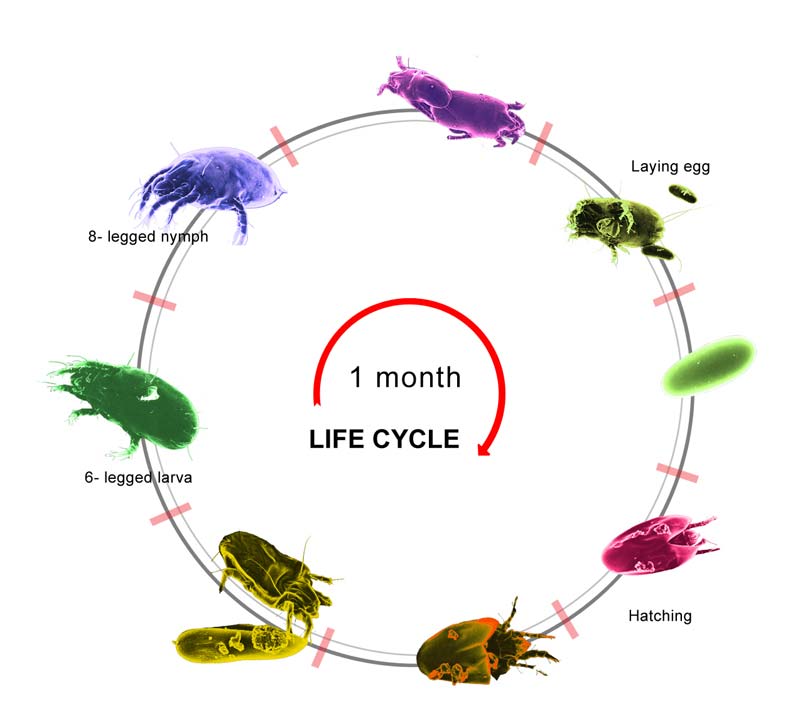 ความรู้เกี่ยวกับไรฝุ่น (Knowledge about Dust Mite) 4