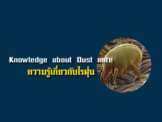 ความรู้เกี่ยวกับไรฝุ่น (Knowledge about Dust Mite)