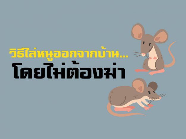 วิธีไล่หนูออกจากบ้าน...โดยไม่ต้องฆ่า