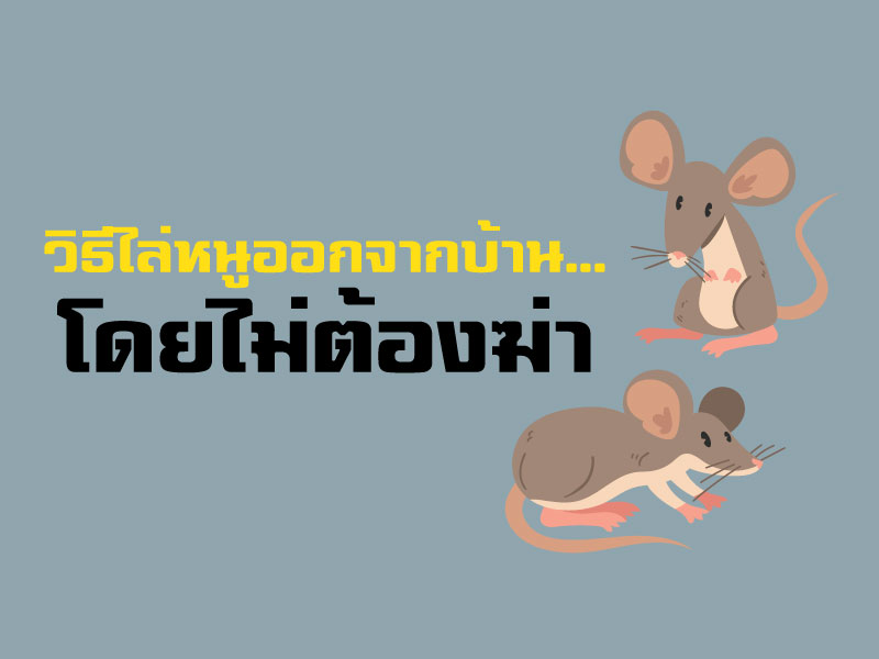 วิธีไล่หนูออกจากบ้าน...โดยไม่ต้องฆ่า