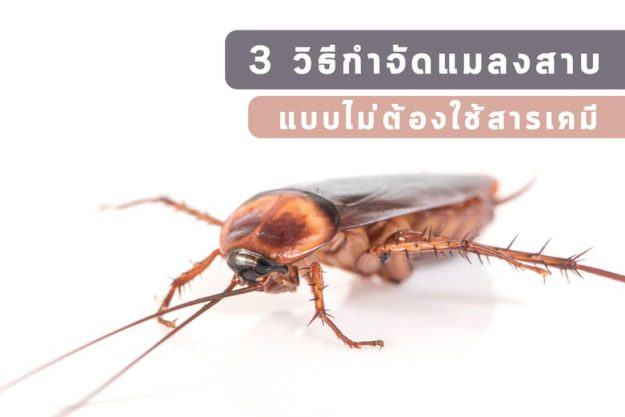 3 วิธีกำจัดแมลงสาบ แบบไม่ต้องใช้สารเคมี