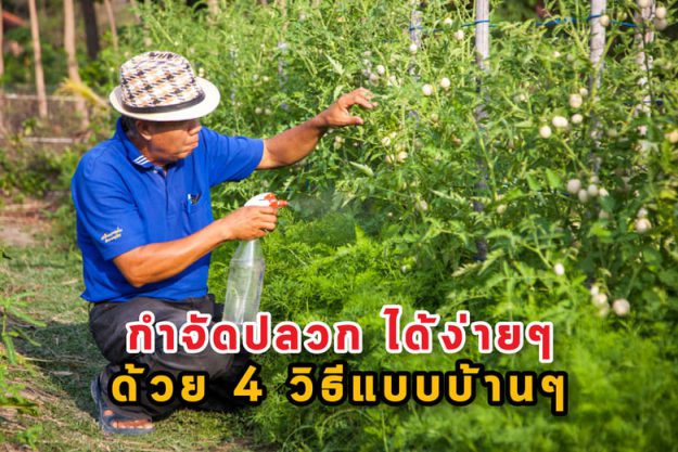 กำจัดปลวก ได้ง่าย ๆ ด้วย 4 วิธีแบบบ้าน ๆ