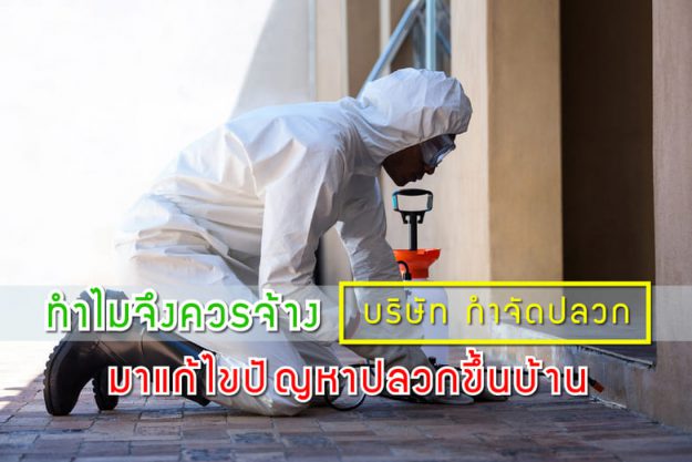 ทำไมจึงควรจ้างบริษัท กำจัดปลวก มาแก้ไขปัญหาปลวกขึ้นบ้าน