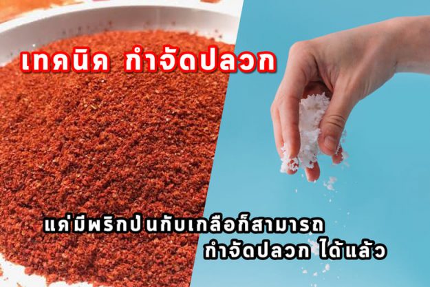 รู้หรือไม่แค่มีพริกป่นกับเกลือก็สามารถ กำจัดปลวก ได้แล้ว