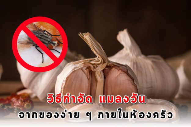 วิธีกำจัดแมลงวันจากของง่าย ๆ ภายในห้องครัว