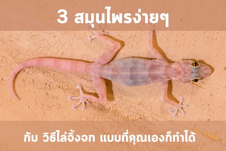 3 สารสกัดจากธรรมชาติง่าย ๆ กับ วิธีไล่จิ้งจก แบบที่คุณเองก็ทำได้ 3 สมุนไพรง่าย ๆ กับ วิธีไล่จิ้งจก แบบที่คุณเองก็ทำได้