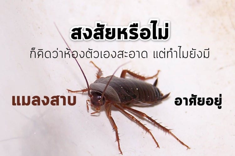 สงสัยหรือไม่ก็คิดว่าห้องตัวเองสะอาด แต่ทำไมยังมีแมลงสาบอาศัยอยู่
