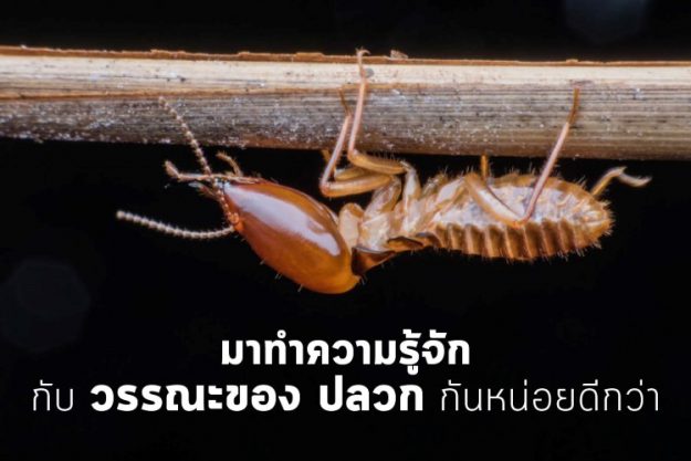 มาทำความรู้จักกับวรรณะของ ปลวก กันหน่อยดีกว่า