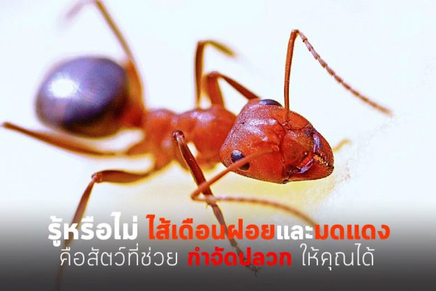 รู้หรือไม่ ไส้เดือนฝอยและมดแดงคือสัตว์ที่ช่วยกำจัดปลวกให้คุณได้