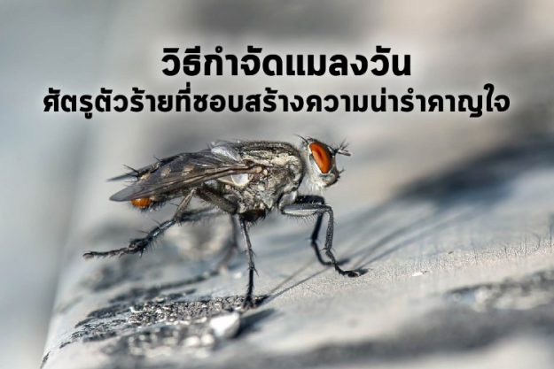 วิธีกำจัดแมลงวันศัตรูตัวร้ายที่ชอบสร้างความน่ารำคาญใจ