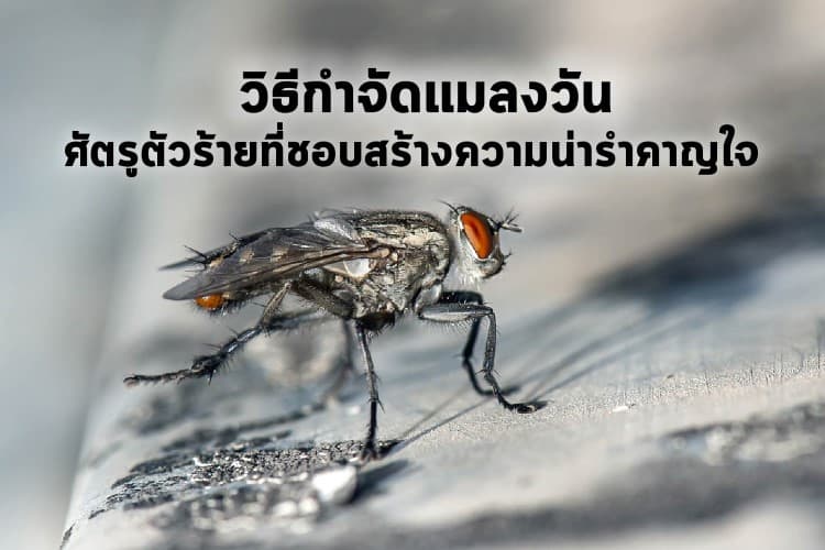 วิธีกำจัดแมลงวันศัตรูตัวร้ายที่ชอบสร้างความน่ารำคาญใจ วิธีกำจัดแมลงวันศัตรูตัวร้ายที่ชอบสร้างความน่ารำคาญใจ