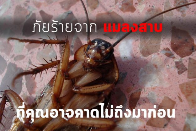 ภัยร้ายจากแมลงสาบ ที่คุณอาจคาดไม่ถึงมาก่อน