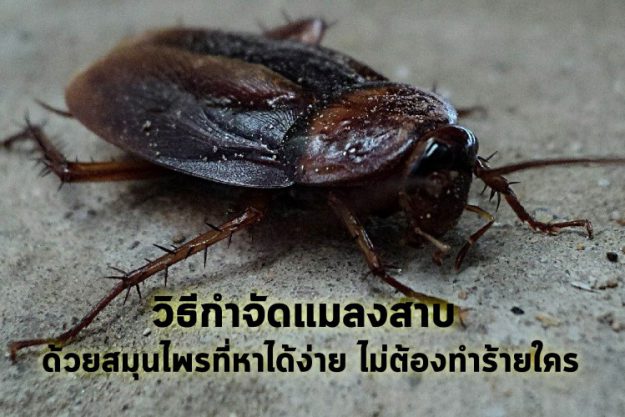 วิธีกำจัดแมลงสาบ ด้วยสมุนไพรที่หาได้ง่าย ไม่ต้องทำร้ายใคร