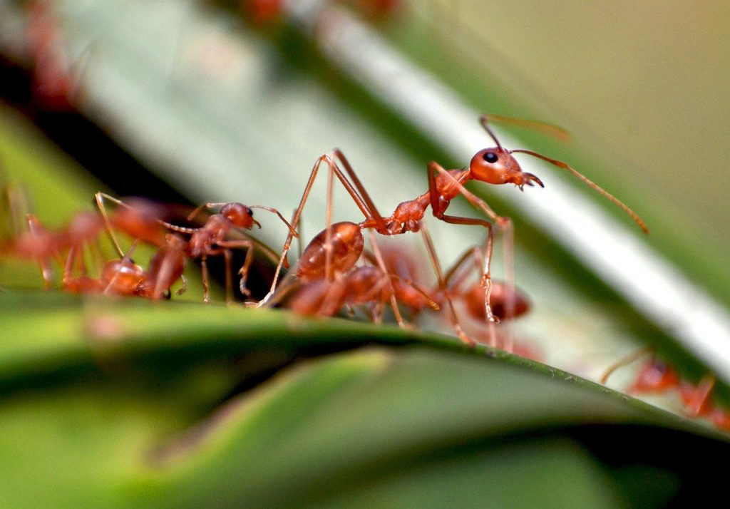 ความรู้เกี่ยวกับมด (Knowledge About Ants) - Dr.ปลวก รับกำจัดปลวก แมลง  และสัตว์รบกวนทุกชนิด