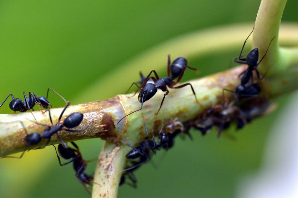 ความรู้เกี่ยวกับมด (Knowledge About Ants) - Dr.ปลวก รับกำจัดปลวก แมลง  และสัตว์รบกวนทุกชนิด
