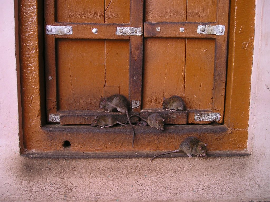 rat, india, rat temple