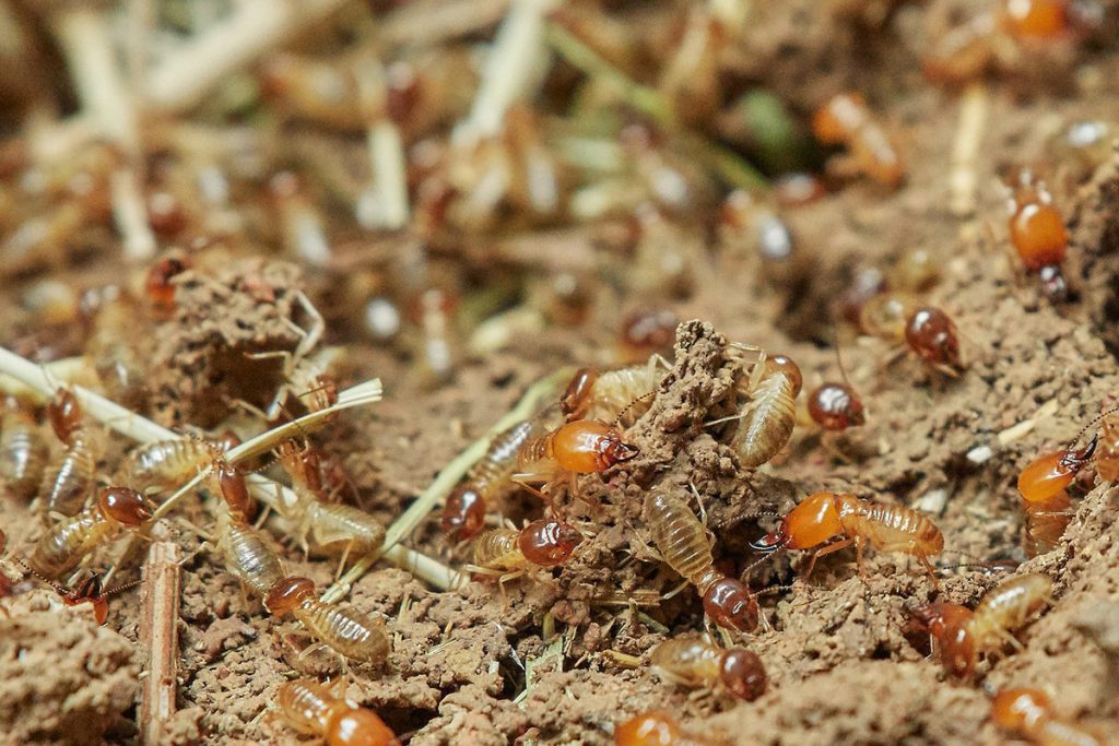 บริการกำจัดปลวก (Termites Services) 7