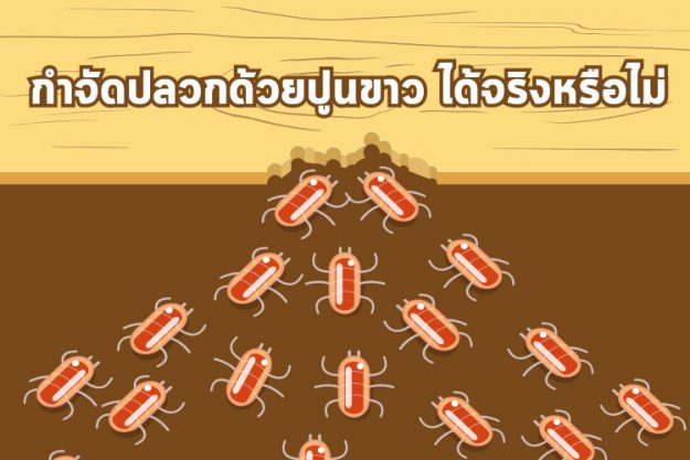 กำจัดปลวกด้วยปูนขาว ได้จริงหรือไม่