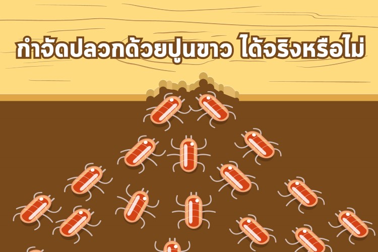 กำจัดปลวกด้วยปูนขาว ได้จริงหรือไม่