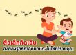 ตัวเล็กกัดเจ็บ จึงต้องรู้วิธีกำจัดมดแดงไม่ให้ทำร้ายคุณ