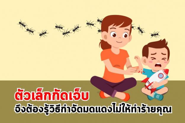 ตัวเล็กกัดเจ็บ จึงต้องรู้วิธีกำจัดมดแดงไม่ให้ทำร้ายคุณ