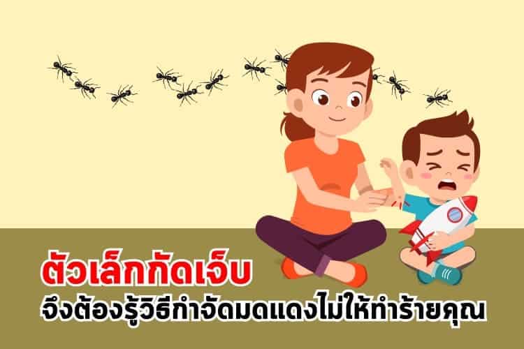 ตัวเล็กกัดเจ็บ จึงต้องรู้วิธีกำจัดมดแดงไม่ให้ทำร้ายคุณ ตัวเล็กกัดเจ็บ จึงต้องรู้วิธีกำจัดมดแดงไม่ให้ทำร้ายคุณ