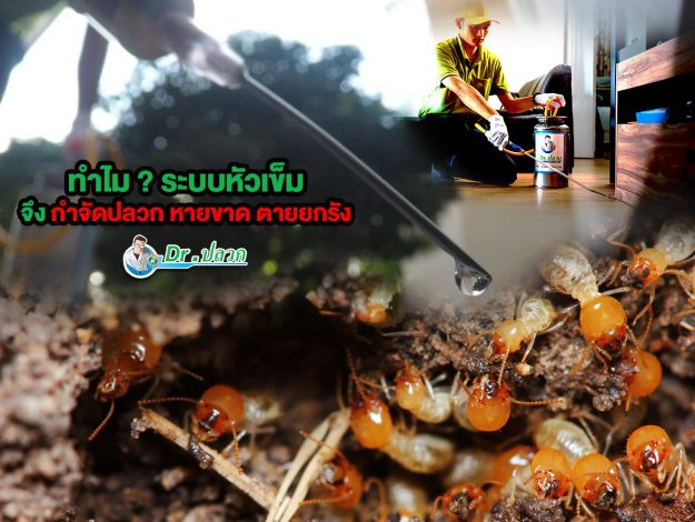 ทำไมระบบหัวเข็ม จึงกำจัดปลวก หายขาด ตายยกรัง