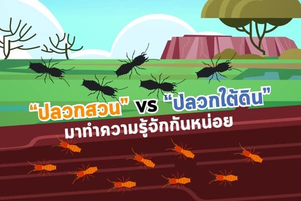 ปลวกสวน กับ ปลวกใต้ดิน มาทำความรู้จักกันหน่อย