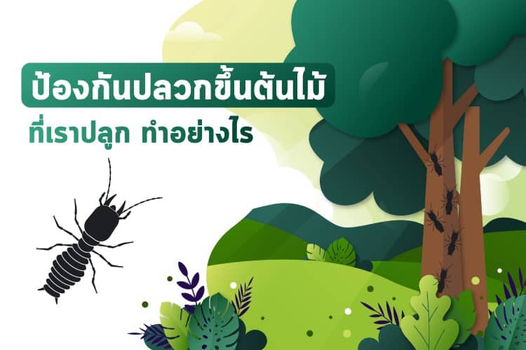 ป้องกันปลวกขึ้นต้นไม้ที่เราปลูก ทำอย่างไร ป้องกันปลวกขึ้นต้นไม้ที่เราปลูก ทำอย่างไร