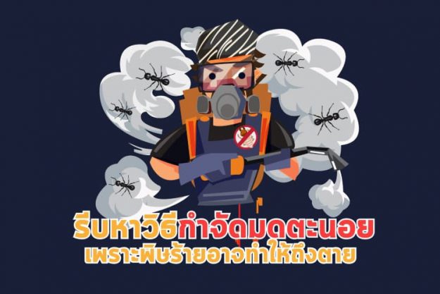 รีบหาวิธีกำจัดมดตะนอย เพราะพิษร้ายอาจทำให้ถึงตาย