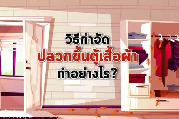 วิธีกำจัดปลวกขึ้นตู้เสื้อผ้า ทำอย่างไร