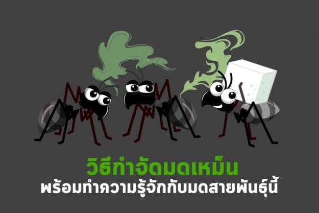 วิธีกำจัดมดเหม็น พร้อมทำความรู้จักมดสายพันธ์นี้