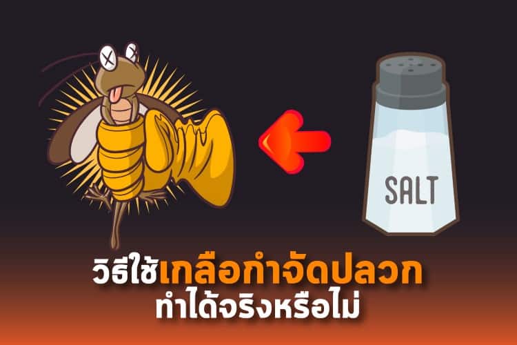 วิธีใช้เกลือกำจัดปลวก ทำได้จริงหรือไม่ วิธีใช้เกลือกำจัดปลวก ทำได้จริงหรือไม่