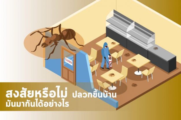 สงสัยหรือไม่ ปลวกขึ้นบ้าน มันมากันได้อย่างไร