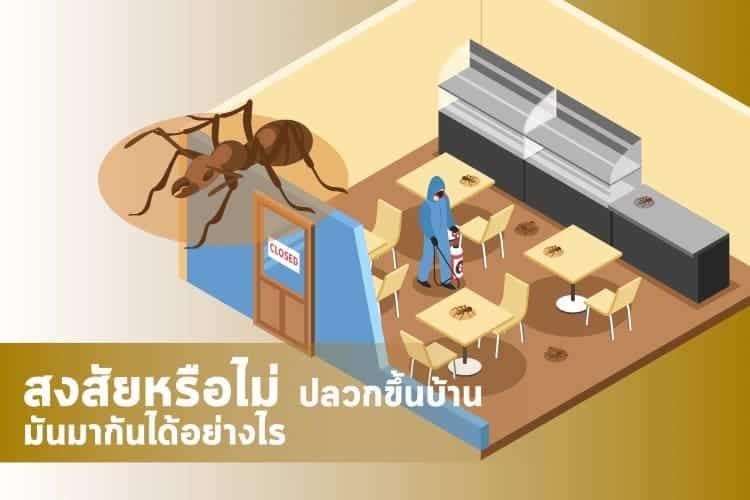 หน้าหลัก 27 สงสัยหรือไม่ ปลวกขึ้นบ้าน มันมากันได้อย่างไร