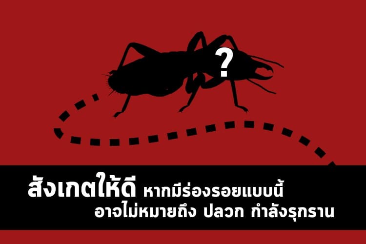 หน้าหลัก 28 สังเกตให้ดี หากมีร่องรอยแบบนี้ อาจไม่หมายถึงปลวกกำลังรุกราน