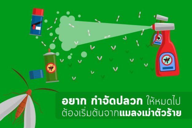 อยากจำกัดปลวกให้หมดไป ต้องเริ่มต้นจากแมลงเม่าตัวร้าย