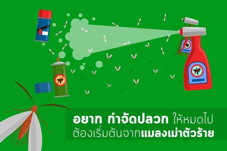 หน้าหลัก 29 อยากจำกัดปลวกให้หมดไป ต้องเริ่มต้นจากแมลงเม่าตัวร้าย