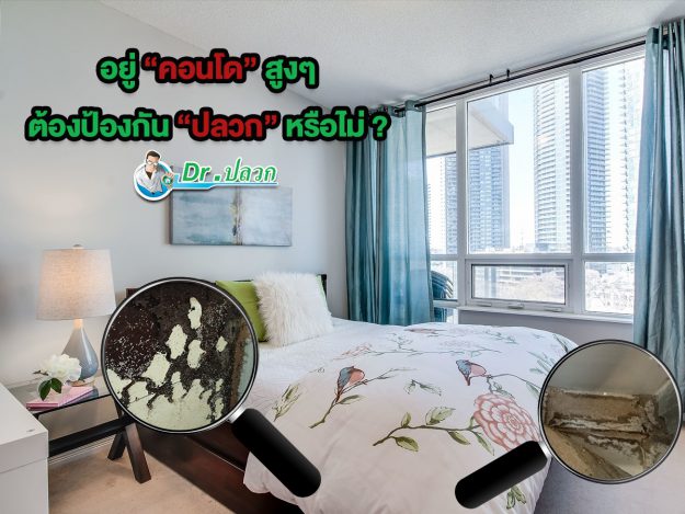 อยู่คอนโดสูงๆ ต้องป้องกันปลวกหรือไม่