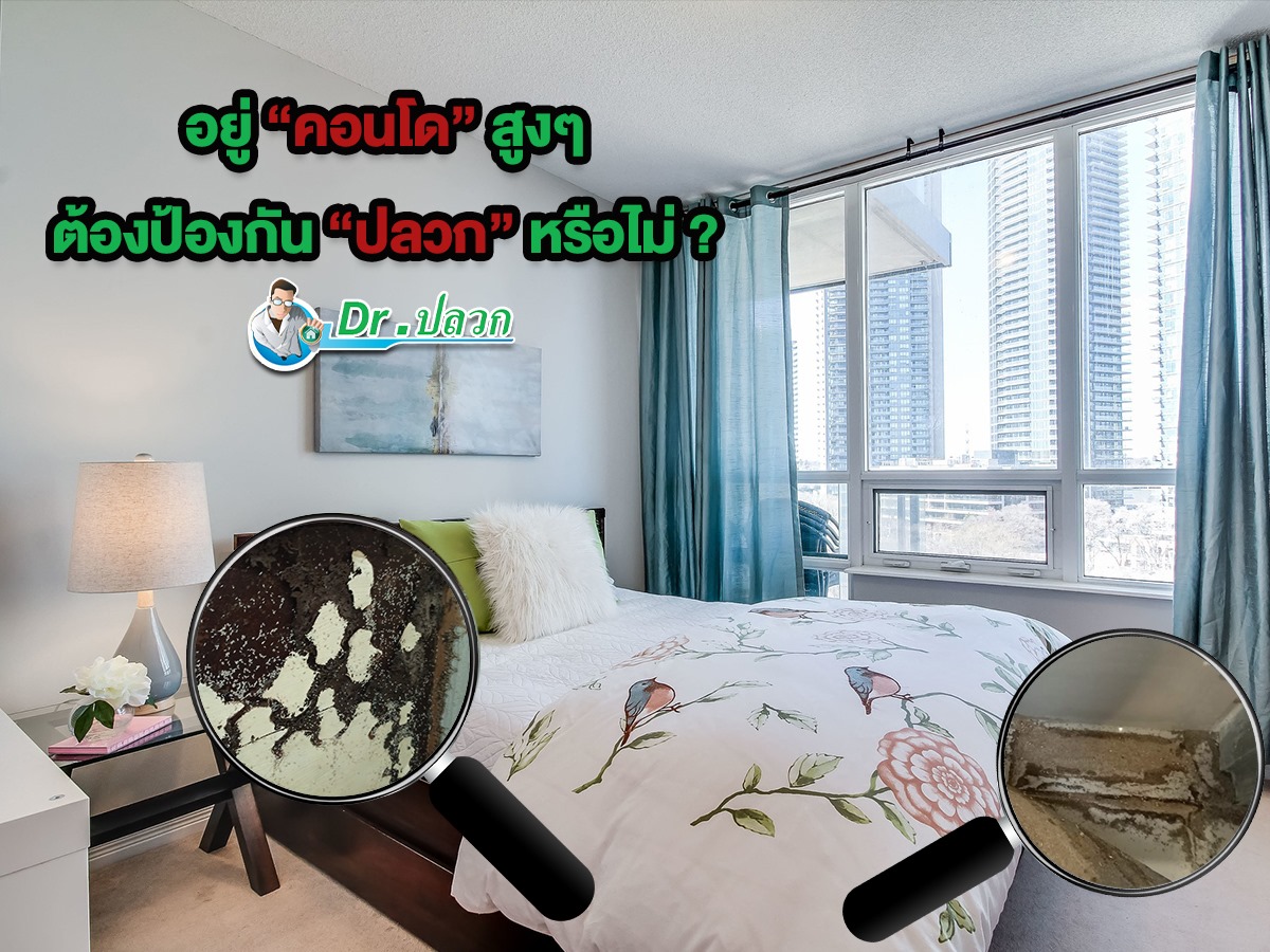 อยู่คอนโดสูงๆ ต้องป้องกันปลวกหรือไม่